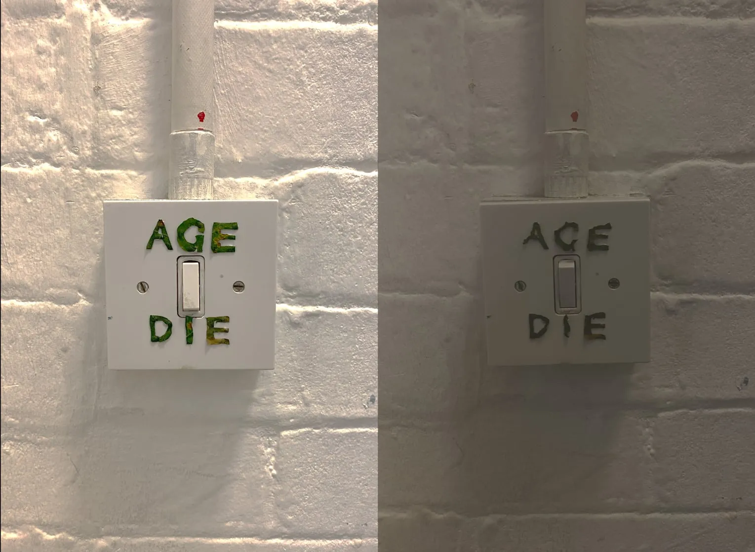 Die or…